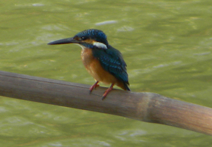 Kingfisher @ Coconut Island, Thrissur