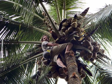 Coconut Climbing at Coconut Island